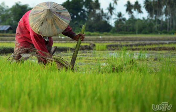 UNTVweb__PHOTOVILLE-International__image__070612__rice-farmer_rice
