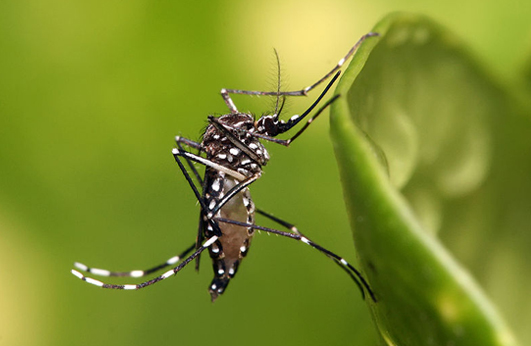 dengue mosquito photo