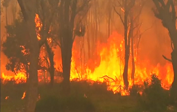 Australia bush fire(REUTERS)
