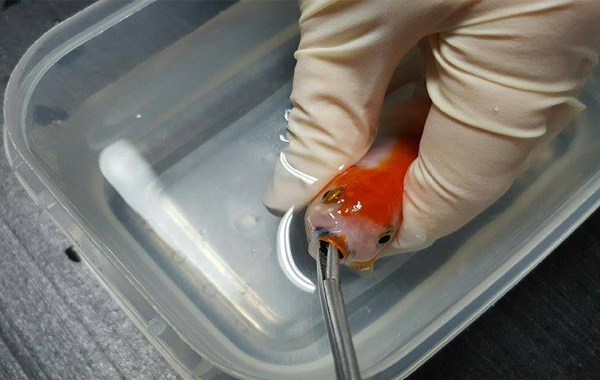 Ranchu Goldfish (Photo credit: Brisbane Bird and Exotics Veterinary Services)